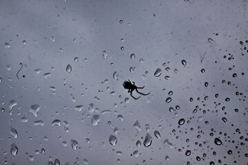 spider on the window