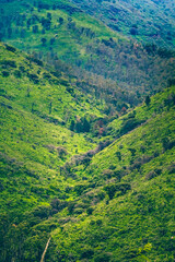 Fototapeta premium green background in field with trees and grass, sierra de guadalupe state of mexico 
