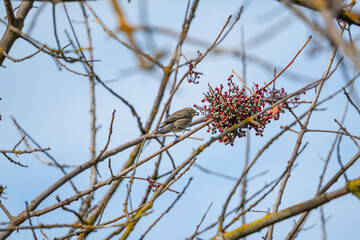 bird eating in a tree