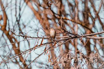 bird on a branch