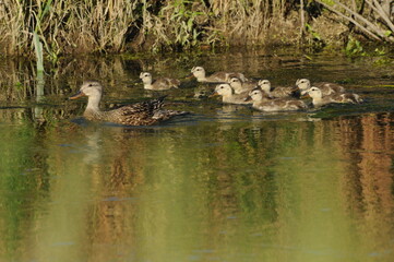 family of ducks