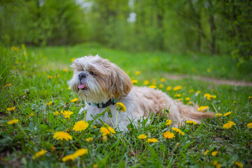 shih tzu dog is sitting in dandelion flowers