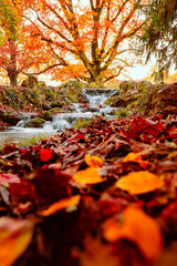 Long exposure of small waterfall covered with colorful leaves during autumn foliage