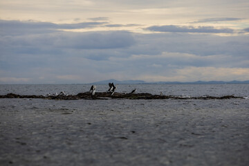 Fototapeta na wymiar Birds on the beach