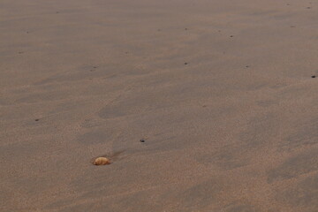 Una concha solitaria en la playa.