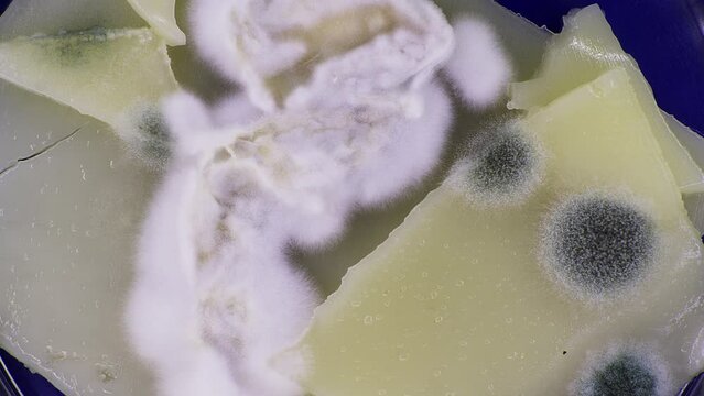 Pieces of cheese are overgrown with mold of several types of time-lapse