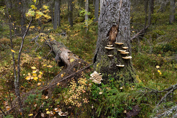 Wood fungus Climacocystis borealis growing on an old Spruce tree in Närängänvaara old-growth forest near Kuusamo, Northern Finland