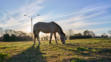 Horse in the field with the sunset in the background