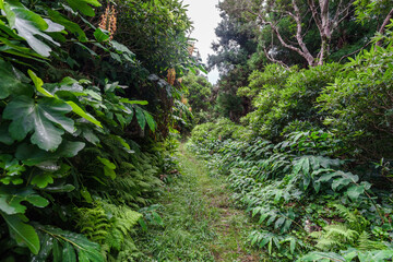 Obraz premium Panorama from flores island, Azores