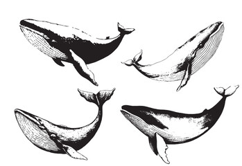 Vector hand drawn of humpback whale. Whale vintage sketch illustration logo