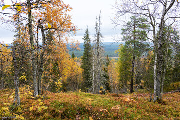 A colorful old-growth forest during fall foliage in Närängänvaara near Kuusamo, Northern Finland