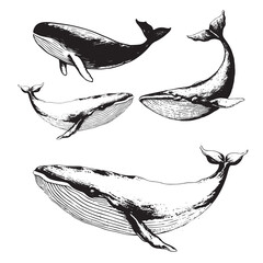 Fototapeta premium Vector hand drawn of humpback whale. Whale vintage sketch illustration logo