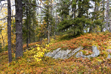 A colorful old-growth forest during fall foliage in Närängänvaara near Kuusamo, Northern Finland