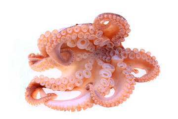 Octopus on a white background