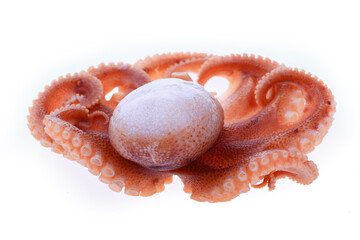 Octopus on a white background