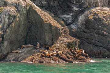 Obraz premium Resurrection Bay, Alaska, USA - July 22, 2011: Steller Sea Lion rookery isolated on brown rocky shoreline sunbathing with green water up front.