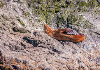 Resurrection Bay, Alaska, USA - July 22, 2011: Closeup of 1 red-brown steller sea lion sunbathing...