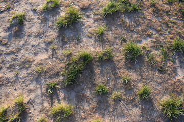 Ground, grass with shadows
