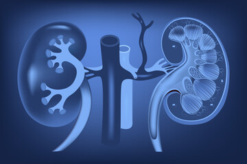human neon kidney concept. Medical illustration for drug packaging design, website banner and advertising