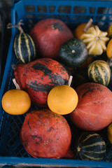 A variety of pumpkins in a blue box, top view