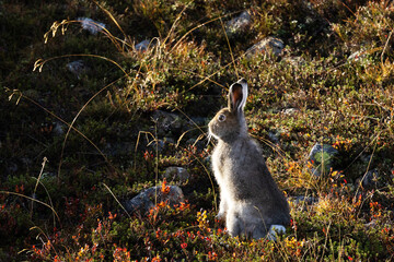 Mountain hare standing still on an autumnal hillside in Urho Kekkonen National Park, Northern...
