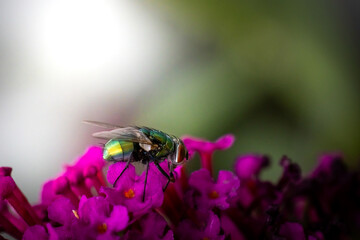 Fly on a flower