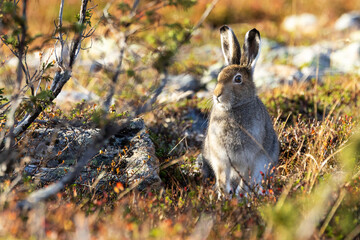 Mountain hare standing still on an autumnal hillside in Urho Kekkonen National Park, Northern Finland