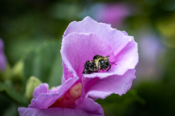 Macro of bee in hibiscus