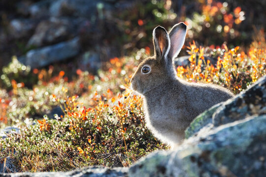 Close-up Of A Mountain Hare, Lepus Timidus Sitting Behind Some Rocks In Autumnal Urho Kekkonen National Park, Northern Finland