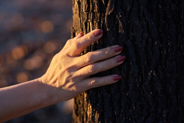The burnt tree trunk after the wildfire