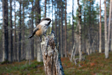 A close-up wide angle shot of a curious Siberian tit in an old-growth Pine forest in Urho Kekkonen National Park, Northern Finland