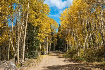 Obraz premium Autumn Road on the Grand Mesa in Western Colorado