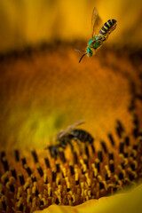 macro of a bee on a sunflower