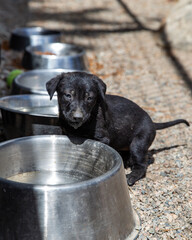 A black puppy drinks from a silver water bowl at an animal shelter