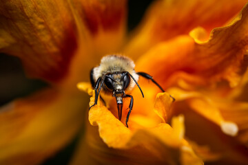 Bee on orange lily