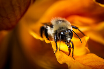 Bee on orange lily