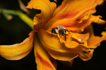 Bee on orange lily
