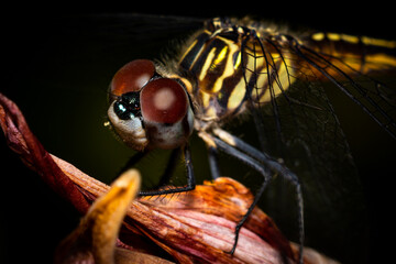 close up of a dragonfly