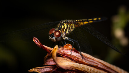 dragonfly on a flower