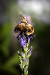 bee on a lavender