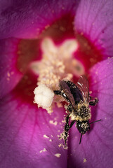 Macro of bee in hibiscus