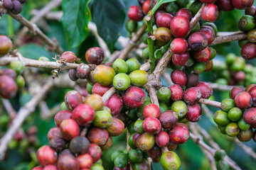Coffee bushes ripen in the mountains of Thailand ready to be harvested with green and red coffee cherries. Arabica coffee beans ripening on tree in in organic coffee plantation.