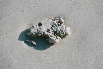 Close up of corals at the island