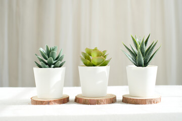home decoration with plant pots for green space and wallpaper and background.
