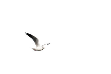 seagull isolated on white