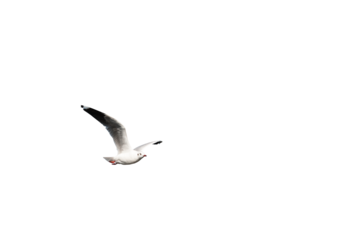 seagull isolated on white