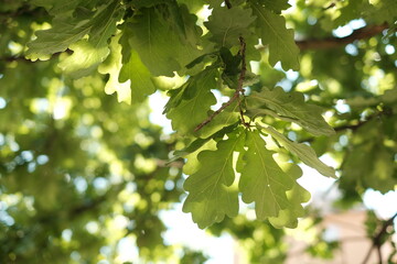 Fototapeta na wymiar natural background of oak leaves