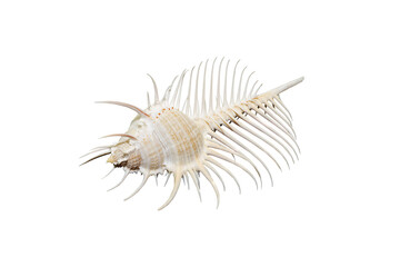 Venus Comb murex shell isolated on white