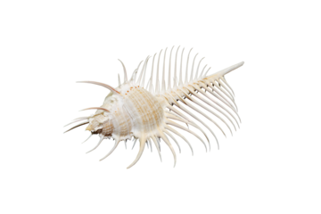 Venus Comb murex shell isolated on white