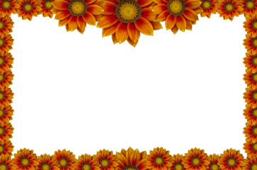 sunflowers frame isolated